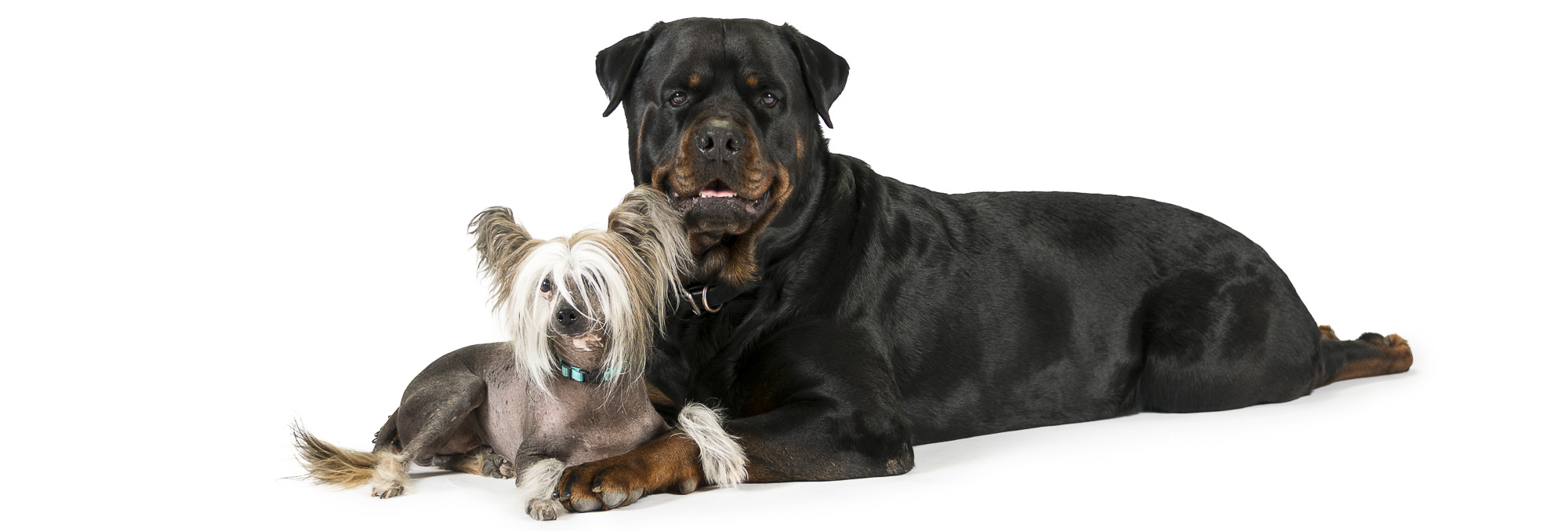 Chinese Crested and Rottweller